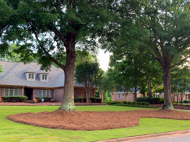 Lush green lawn with freshly laid sod, surrounded by mature trees and landscaped flower beds, illustrating effective lawn care practices for warm season grasses.