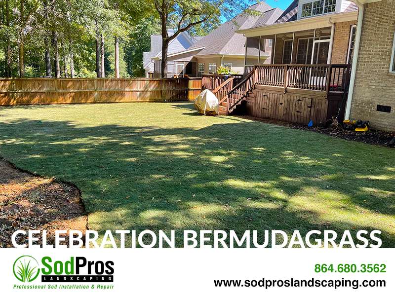 Lush Celebration Bermudagrass lawn in a backyard setting, showcasing sod installation by Sod Pros Landscaping, with a wooden deck and fenced area visible.