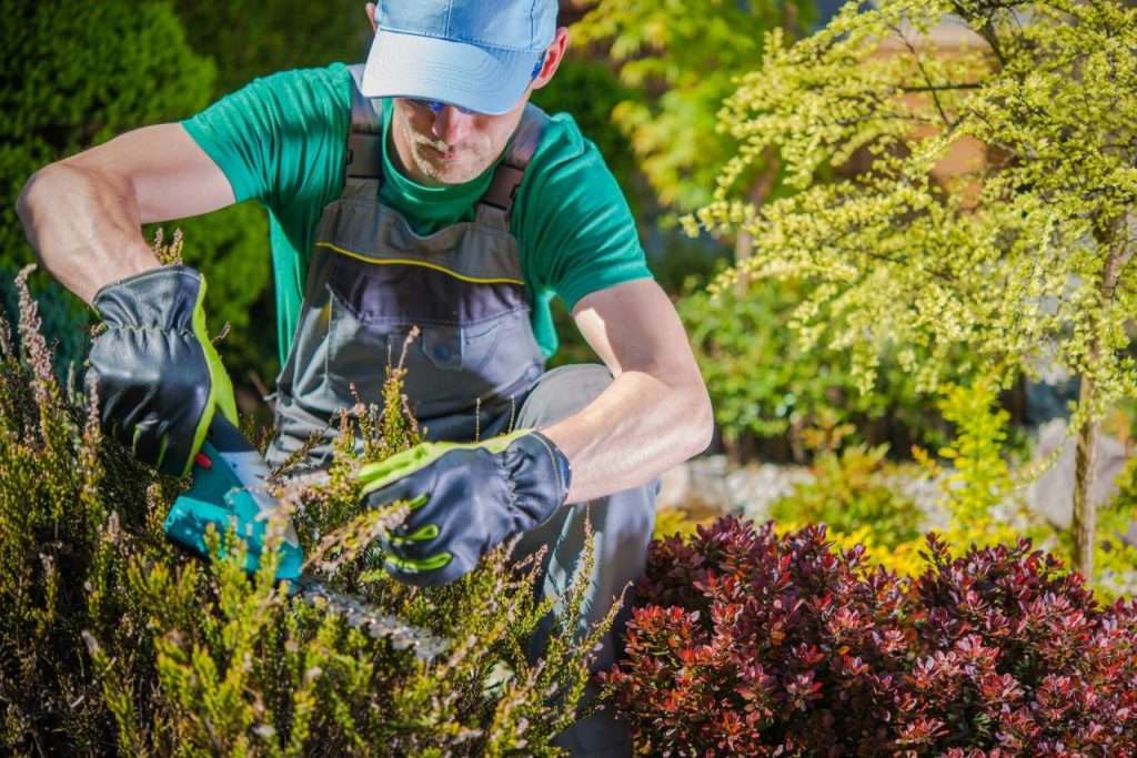 Gardener trimming shrubs in a vibrant garden, emphasizing proper lawn care techniques for healthy growth.