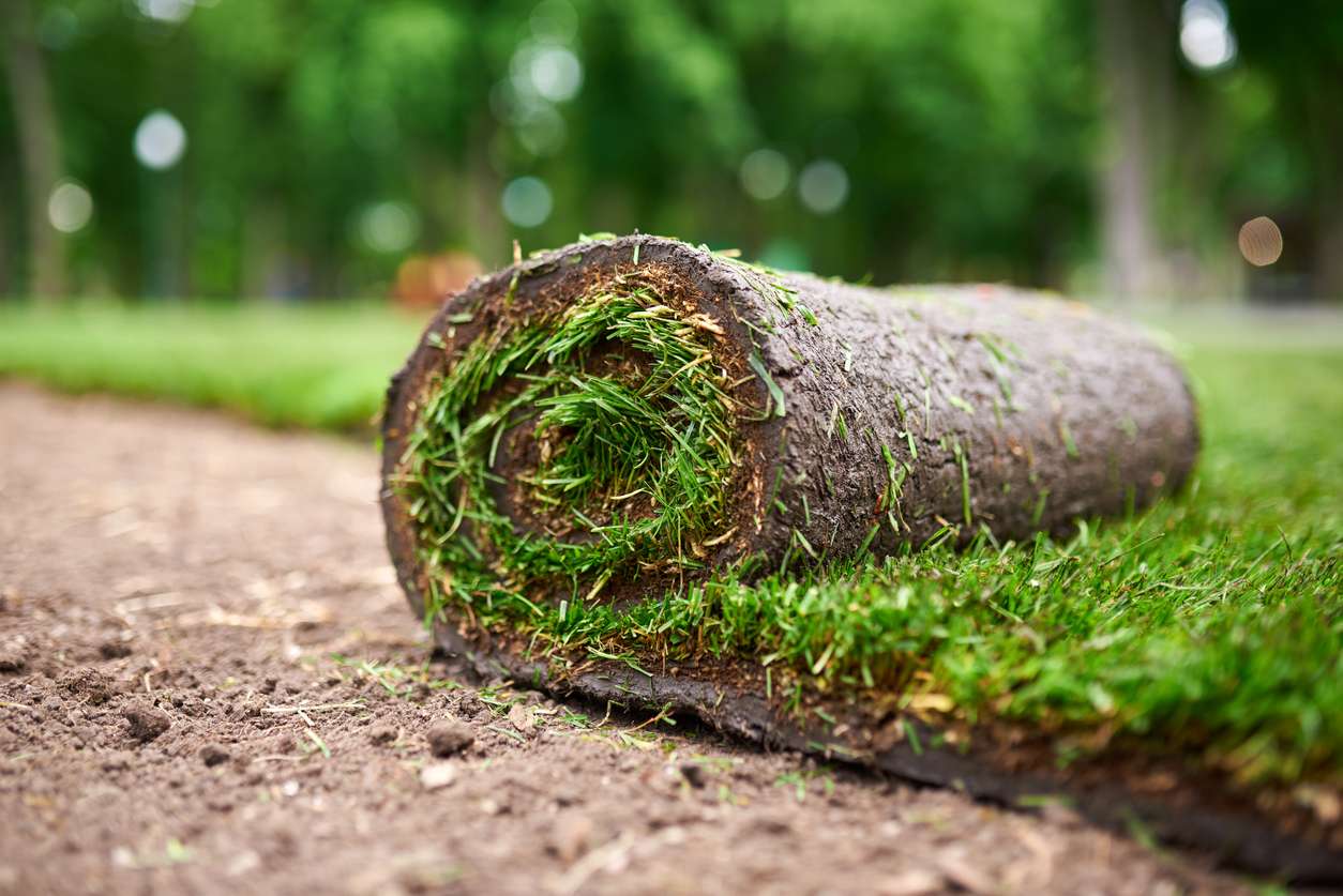 Rolled sod on freshly tilled soil, showcasing lush green grass, highlighting sod installation services by Sod Pros Landscaping in Simpsonville.