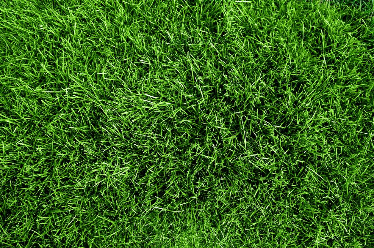 Lush green grass surface illustrating healthy lawn quality, relevant to top dressing benefits for improved drainage and nutrient delivery.