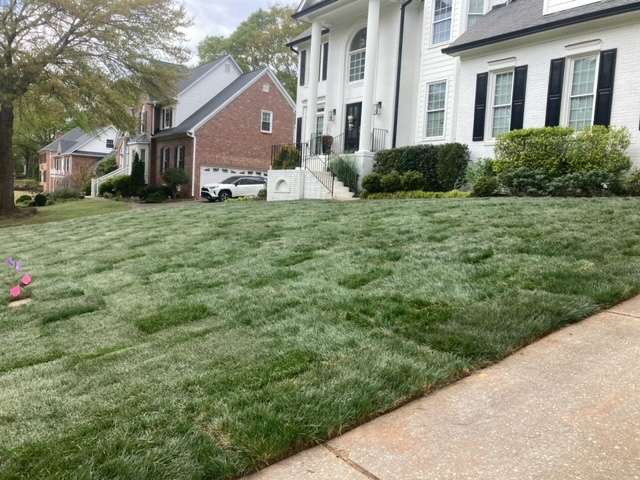 Newly installed sod lawn in a residential area, showcasing healthy green grass with visible seams, surrounded by well-maintained landscaping and homes, illustrating professional sod installation services.