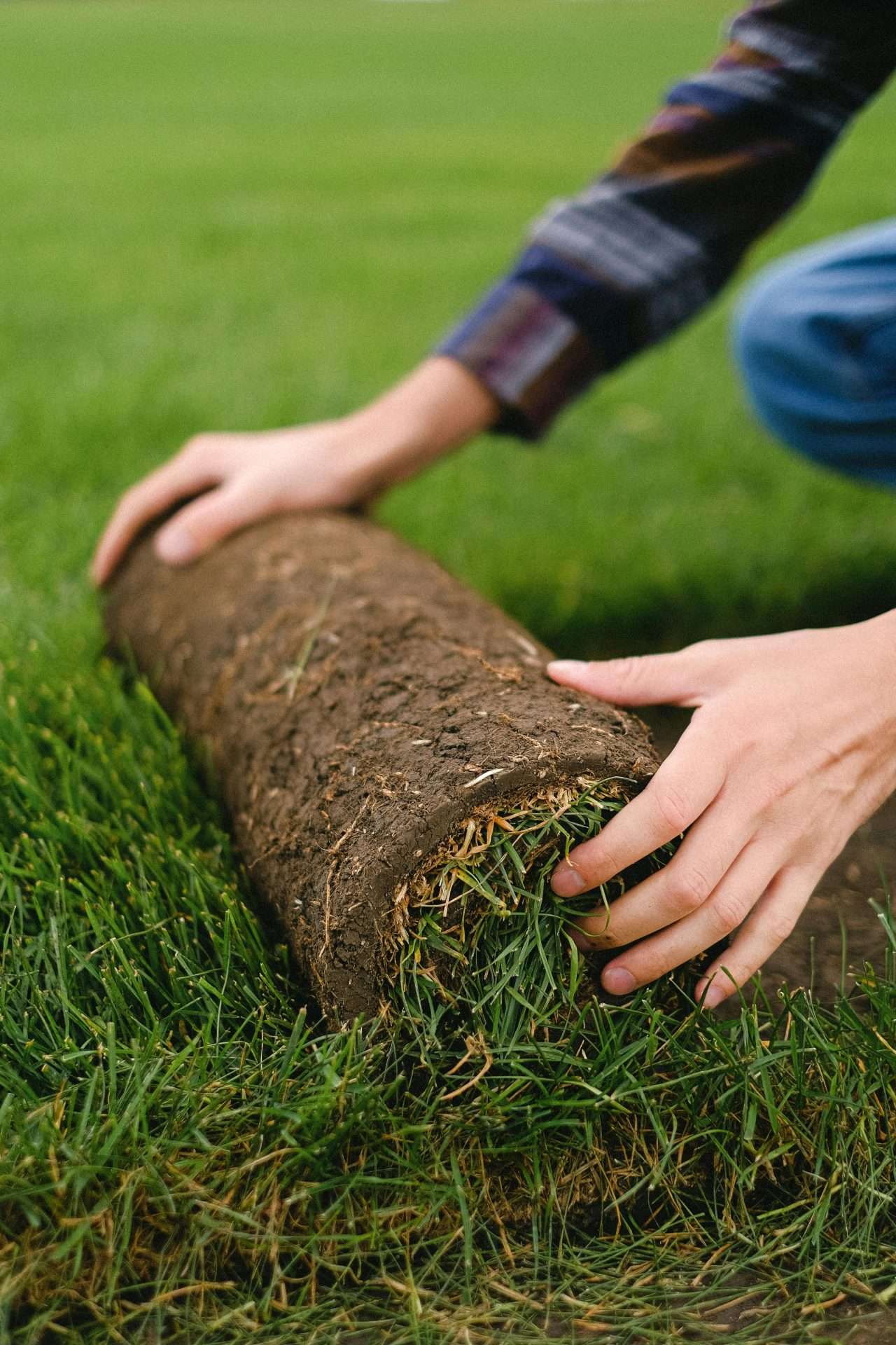 Hands laying down a roll of sod on lush green grass, illustrating sod installation techniques for enhancing outdoor spaces in Greenville, SC.