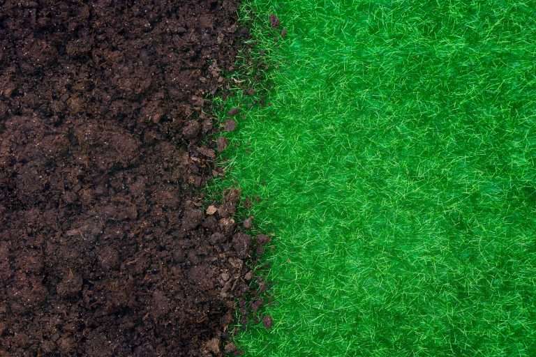 Close-up of freshly laid sod contrasting with dark, rich soil, illustrating professional sod installation services for a vibrant lawn.