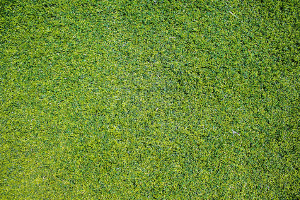Freshly laid sod with vibrant green grass, illustrating the importance of root establishment during the initial two weeks post-installation.