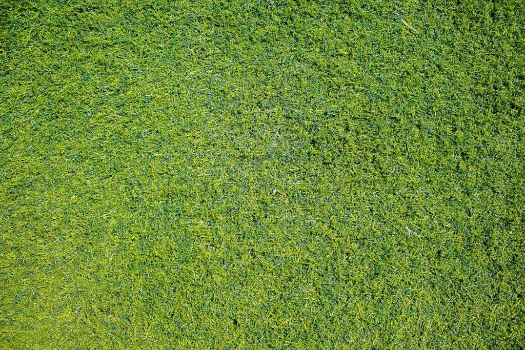 Lush green sod field representing warm season grasses, ideal for lawn care and maintenance tips for Bermuda, Zoysia, and St. Augustine varieties.