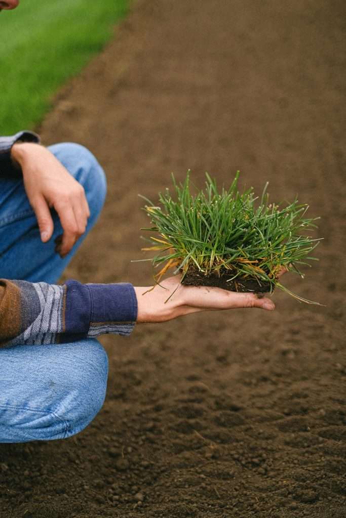 Person holding a freshly cut sod patch with visible roots, demonstrating proper sod handling techniques for lawn care and establishment.