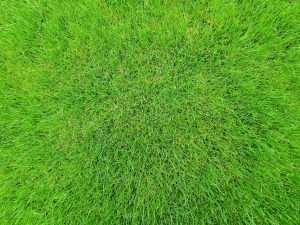 Lush green sod close-up, illustrating healthy grass ideal for erosion control and landscaping, relevant to sod installation and lawn care discussions.