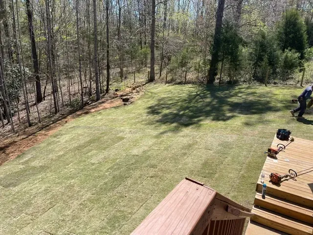Freshly installed sod on a leveled lawn surrounded by trees, showcasing proper lawn preparation for optimal growth and aesthetic appeal.