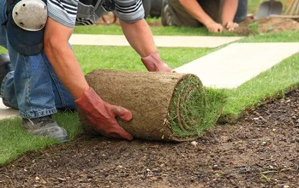 Man kneeling and laying down a roll of sod on freshly prepared soil, illustrating essential sod installation for enhancing curb appeal and property value.
